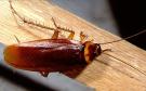 Cockroach!